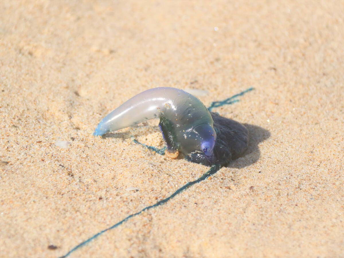 カツオノエボシとはどんな生き物 浜辺の青いビニール ペットボトルは危険生物かも 年6月11日 エキサイトニュース