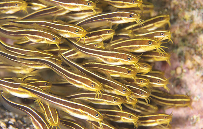 ゴンズイって知ってる 釣りや海水浴で ナマズ を見たら 毒のトゲに要注意 年6月17日 エキサイトニュース