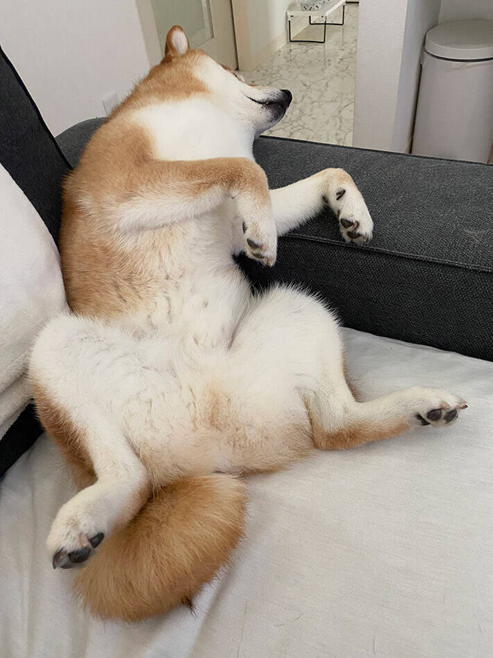 クーラーの涼しい風に魅了された柴犬が あらぬ姿 に その写真がコチラ 年6月17日 エキサイトニュース