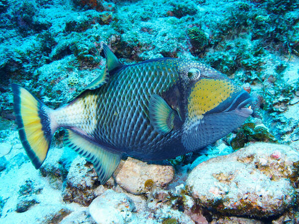ゴマモンガラって知ってる 海のギャング と呼ばれ ６ ８月の産卵期は特に危険 年6月23日 エキサイトニュース