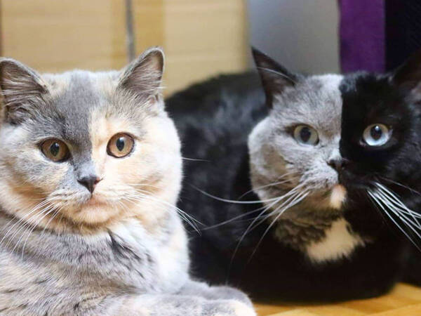 ２色の顔を持つ魅力的な猫 生まれてきた子猫たちの色に驚き 年6月22日 エキサイトニュース