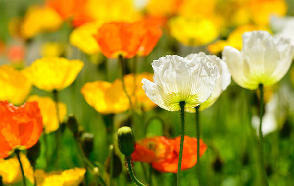 ７月の誕生花って何 大輪の ひまわり の花言葉はちょっと意外かも 年7月7日 エキサイトニュース