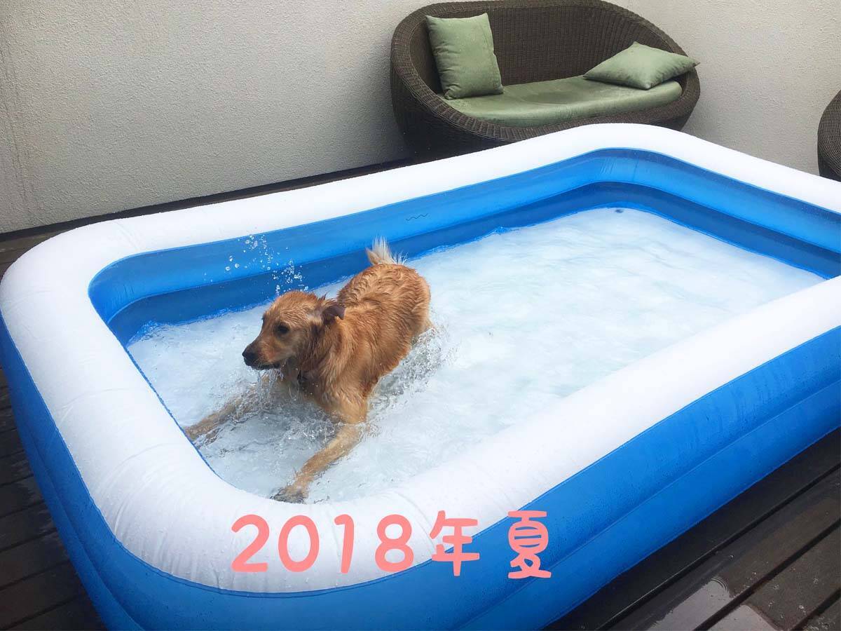 愛犬にプールを毎年用意した結果 ２年後の姿に 笑った 哀愁がすごい 年7月22日 エキサイトニュース