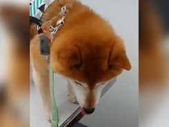 柴犬クッション を巡る攻防 娘さんが全身で楽しんでいると 突然 年8月1日 エキサイトニュース