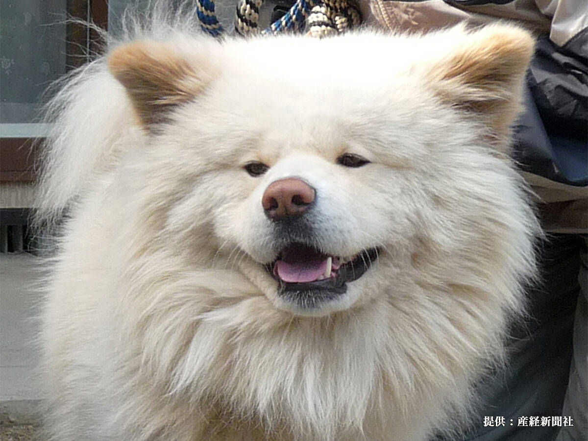 青森県がわさおに 犬民栄誉賞 を授与 たくさんの笑顔と癒しを与えてくれた 年8月3日 エキサイトニュース