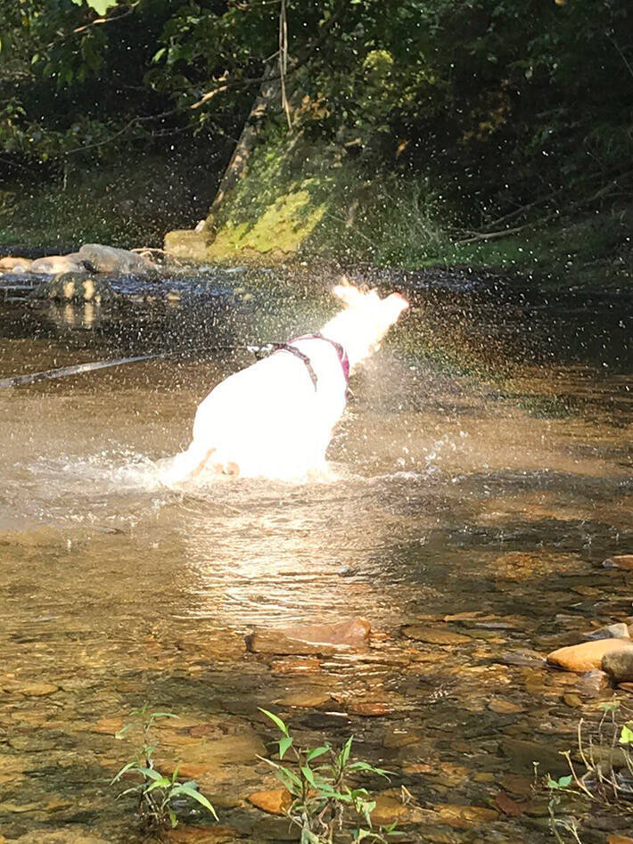 川で気持ちよさそうに水遊びをする犬 顔周りをよく見ると 年8月11日 エキサイトニュース