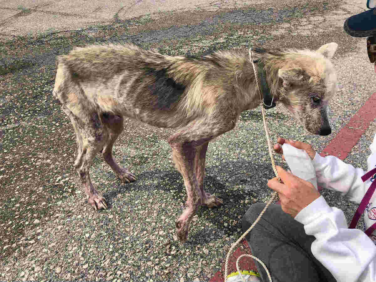 こんなに美しいハスキーだったなんて 保護犬の３か月後の姿にびっくり 年8月17日 エキサイトニュース