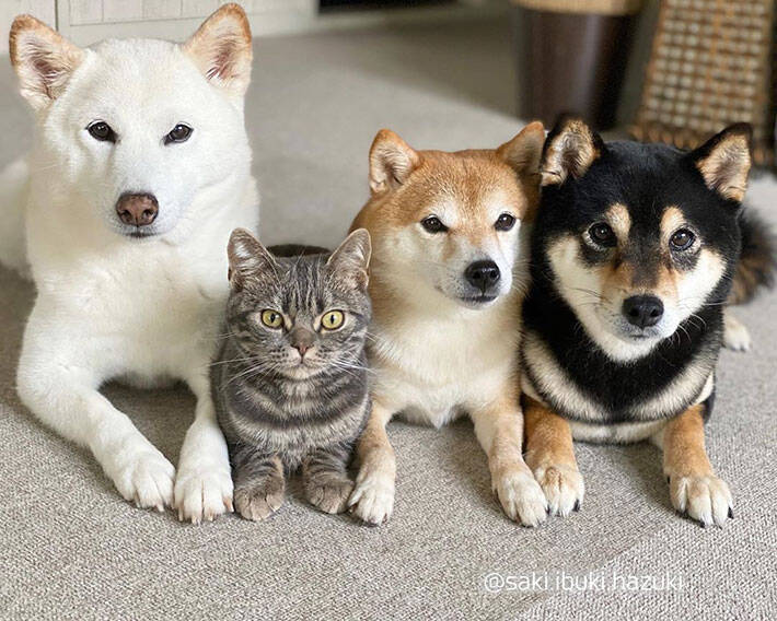 僕は犬だもん ３匹の柴犬に混ざる猫の姿がこちら 年8月29日 エキサイトニュース