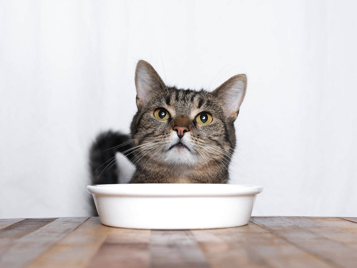 さっきも食べたのに 猫が何度もご飯を催促する 意外な 理由 とは 年9月7日 エキサイトニュース