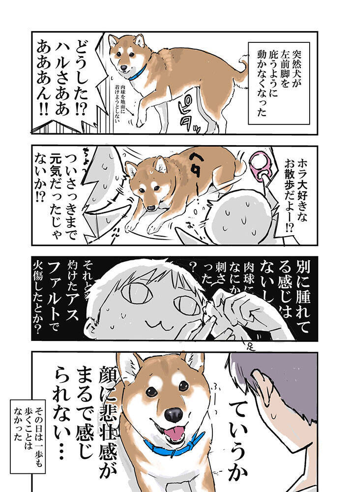 突然動けなくなった愛犬 心配して病院に連れて行くと 笑った なんということ 年9月14日 エキサイトニュース