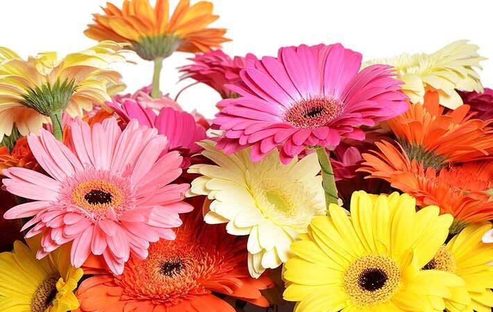１０月の誕生花はバラ コスモス ガーベラ 花言葉に気を付けなければいけないのは 2020年9月24日 エキサイトニュース