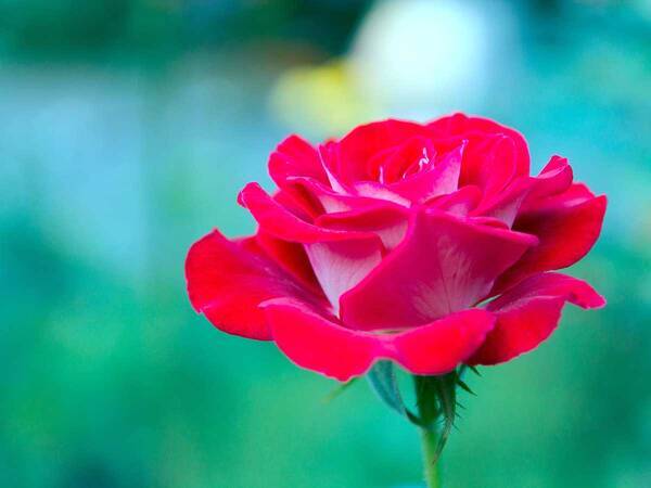 １０月の誕生花はバラ コスモス ガーベラ 花言葉に気を付けなければいけないのは 年9月24日 エキサイトニュース