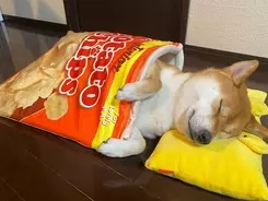 なんだこの 正しいおケツ 感は 柴犬 魅惑のシバケツがプリケツすぎて何かもう やっぱり最高 動画あり 年9月26日 エキサイトニュース