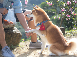 タンスの引き出しから あるもの を見つけた犬 ３０回見た 脇腹が痛い 年7月日 エキサイトニュース