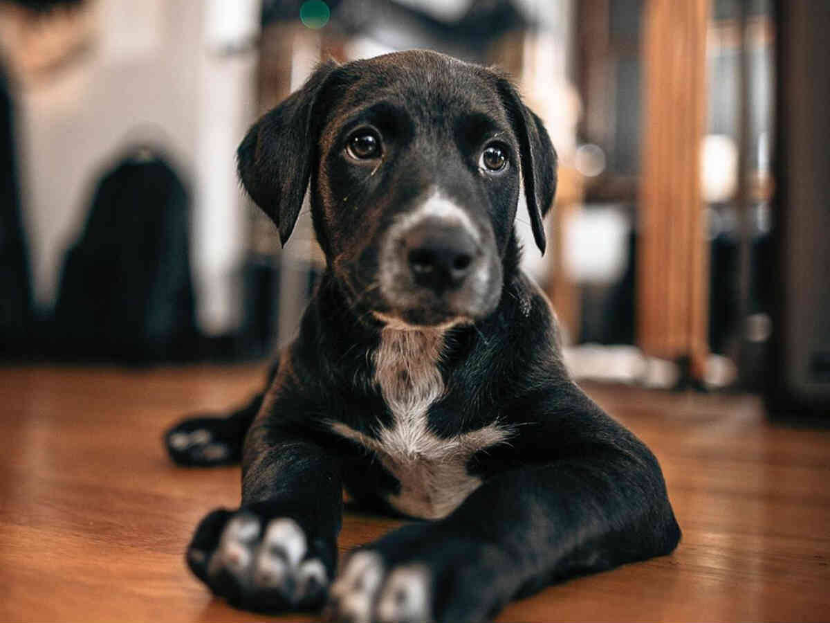 こんなことがあるなんて ３本足の保護犬を引き取った家族はなんと 年9月30日 エキサイトニュース