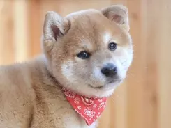 これは世界一可愛いワンプロをしている柴犬の赤ちゃんです このヨタヨタ感の愛おしさはマジで神レベルのヤツ 動画 年10月3日 エキサイトニュース