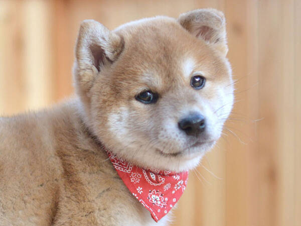 散歩が大好きな柴犬 豆助 元気に散策をしていると大きな猫に出会い 年10月1日 エキサイトニュース