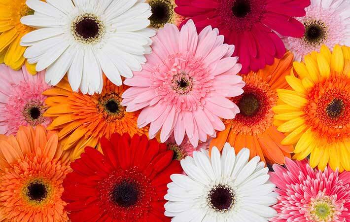 １１月の誕生花は菊やガーベラなど４種類 それぞれの花言葉や贈らない方がいい花は 年10月13日 エキサイトニュース