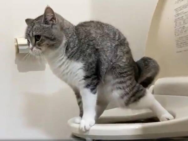 飼い主がトイレで目撃した 愛猫の衝撃的な姿 すごすぎ なんて賢いんだ 年10月14日 エキサイトニュース