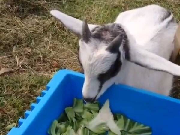 食欲旺盛なヤギ 獣医の診察を受けた後の姿に 笑った 正直すぎる 年10月18日 エキサイトニュース