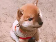 子犬に『おすわり』を教えた結果？　３枚の写真に、２０万人が悶絶！