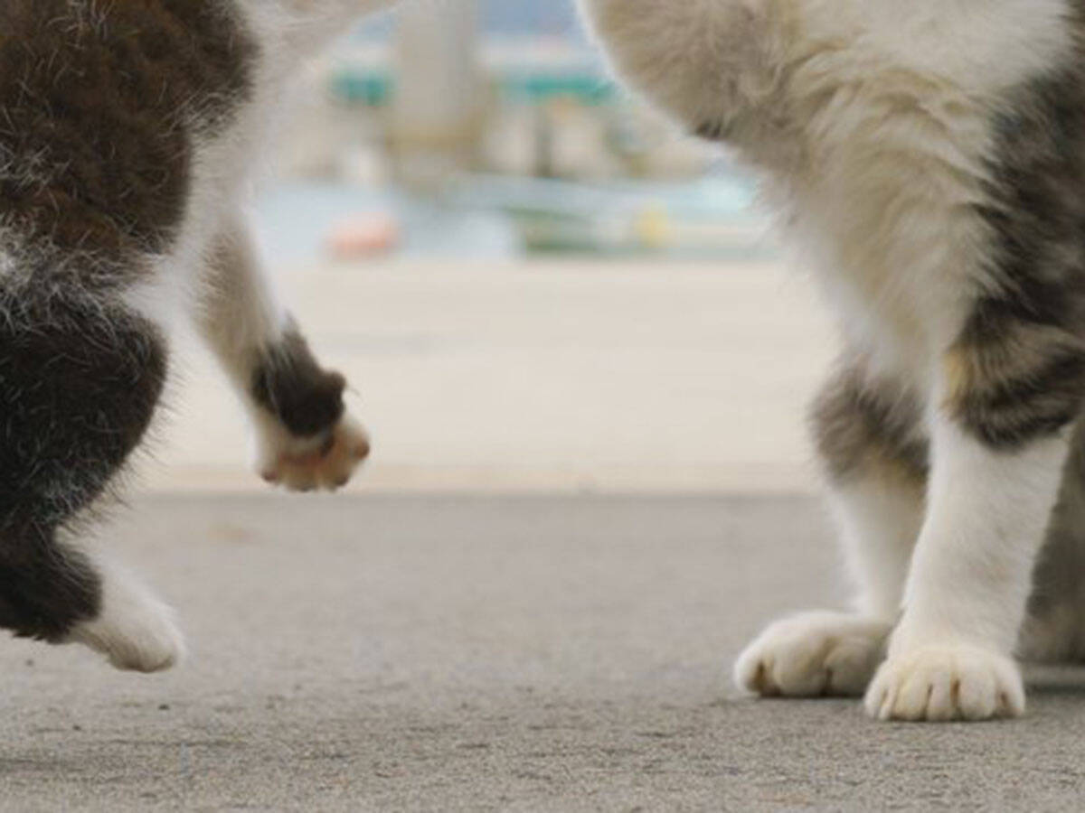 ハイタッチする２匹の子猫 完璧なポーズに１１万人が息をのんだ 年10月19日 エキサイトニュース