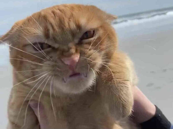 どうしてこんな顔になっちゃったの ビーチで遊んでいた猫の写真に爆笑 年10月28日 エキサイトニュース
