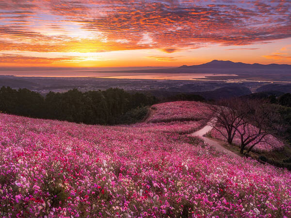 なんて美しい 朝焼けに照らされる 秋桜 幻想的な１枚に 心奪われる 年10月30日 エキサイトニュース