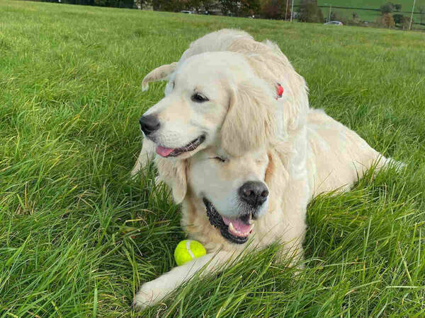 抜群のチームワーク 目が見えない犬の 盲導犬 となった子犬 年11月11日 エキサイトニュース