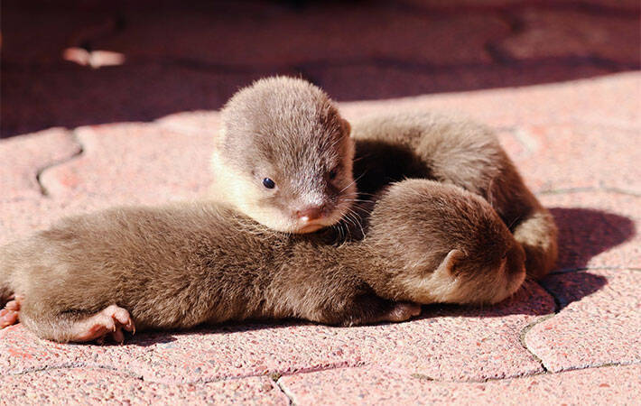 カワウソの赤ちゃんを写した４枚に 悶絶する人続出 コレはヤバい なんて癒し 年11月13日 エキサイトニュース