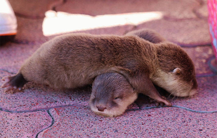 カワウソの赤ちゃんを写した４枚に 悶絶する人続出 コレはヤバい なんて癒し 年11月13日 エキサイトニュース