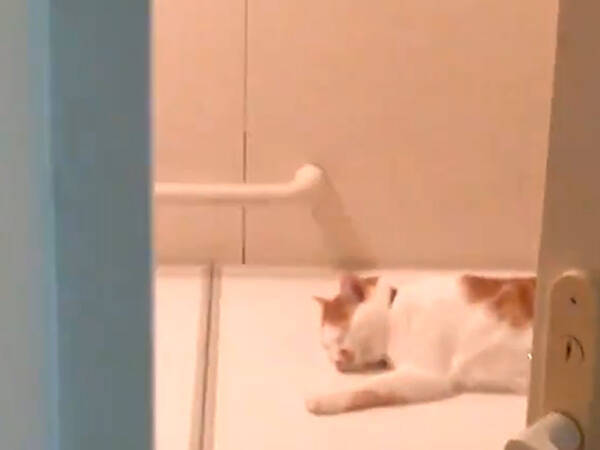 お風呂で まず 猫を起こします その動画に 笑った 癒される 年11月13日 エキサイトニュース