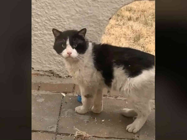 置き去りにされた猫 戻ってこない家族を何週間も待ち続けた結果 年11月30日 エキサイトニュース