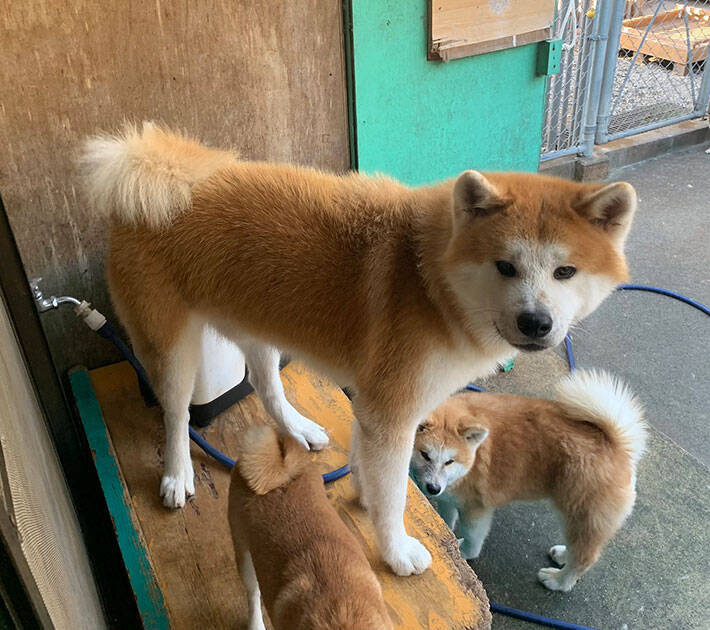 愛が強すぎる 豆柴から毎日絡まれる秋田犬 人気すぎるあまりに 年12月13日 エキサイトニュース