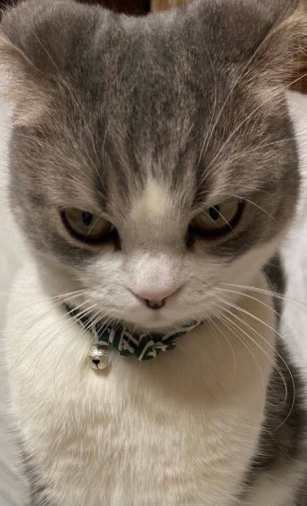 誤ってクローゼットに閉じ込められた猫 怒りの表情に ヒッ 年12月15日 エキサイトニュース