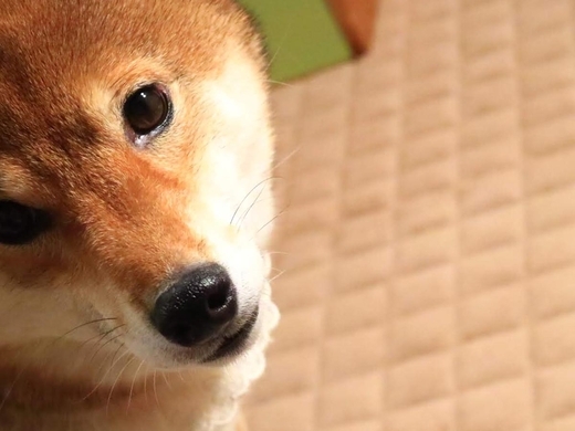 お茶吹き出した 笑った パソコン作業をする飼い主の横で柴犬が 21年2月24日 エキサイトニュース