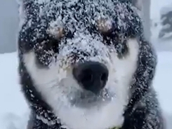 ごはんの準備を察知した柴犬赤ちゃん トコトコやってきて飼い主さんの足にしがみついてこのお顔 アカン 動画 年12月28日 エキサイトニュース