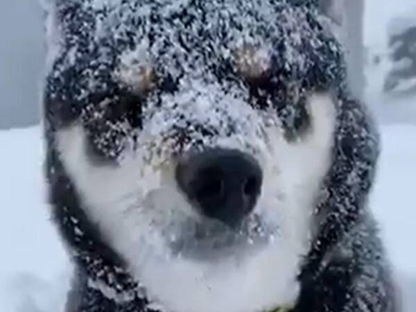 飼い主が帰ろうとしても 吹雪の中 帰りたくない柴犬 年12月24日 エキサイトニュース