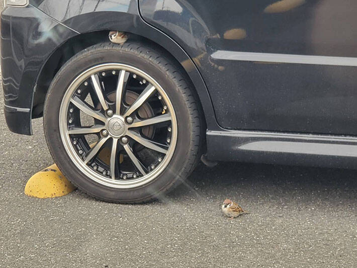 駐車場に停めていた車のタイヤ付近に１羽のスズメ しかし 次第に増えていき 年12月30日 エキサイトニュース