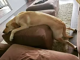 お父さんがお昼寝中にあるモノを見つけた犬 遊び道具だと思ってくわえてみたら コラ画像を超えたリアルに 18年9月19日 エキサイトニュース