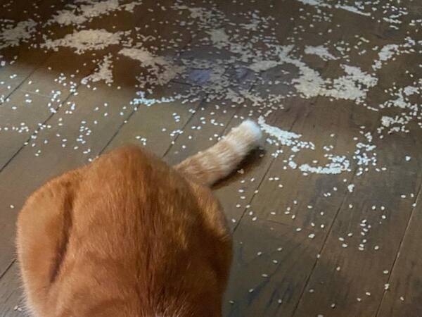 全米が泣いた 飼い主が思わず悲鳴をあげた光景が コチラです 21年1月3日 エキサイトニュース