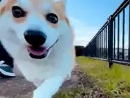 散歩を撮影した女性、映りこんだ『あるもの』に１３万人が悶絶！