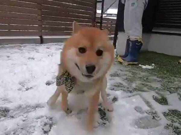 柴犬に初めて雪を見せると 喜びが限界突破した姿に クスッとする 21年1月6日 エキサイトニュース