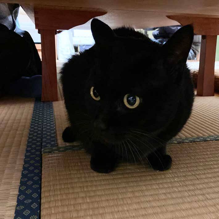 黒猫 を写した１枚に ９万人が吹き出したワケとは 21年1月6日 エキサイトニュース