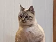 「我が家の猫の座り方、おかしくない？」　２２万人が『いいね』を寄せた姿がコチラ！