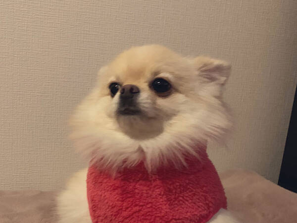 飼い主が犬に服を着せると １９万人が吹き出した全貌が コチラです 2021年1月19日 エキサイトニュース