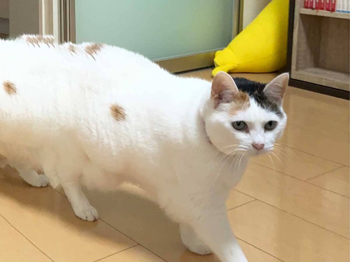 笑いすぎてお腹痛い 最高 新種の猫が爆誕 驚きの１枚がコチラ 21年2月12日 エキサイトニュース