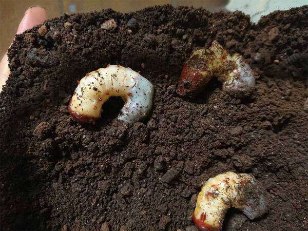 １０万人をざわつかせた バレンタインチョコがこちら 三度見した 再現度エグい 21年2月15日 エキサイトニュース