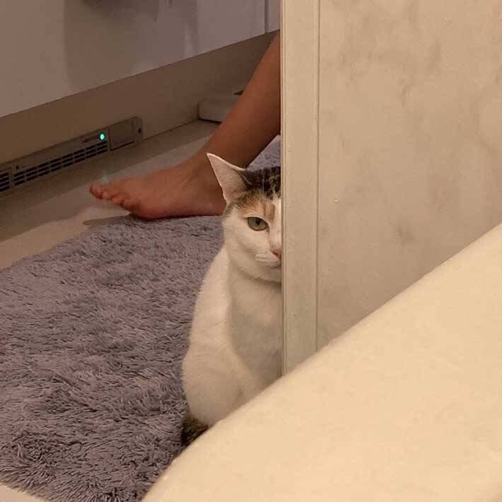 25万人がクスッ 地震直後の猫の 表情 がこちらです 2021年2月15日 エキサイトニュース