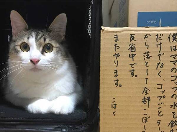 反省中の猫ちゃん 正直な気持ちがダダもれで吹き出す 2021年2月18日 エキサイトニュース